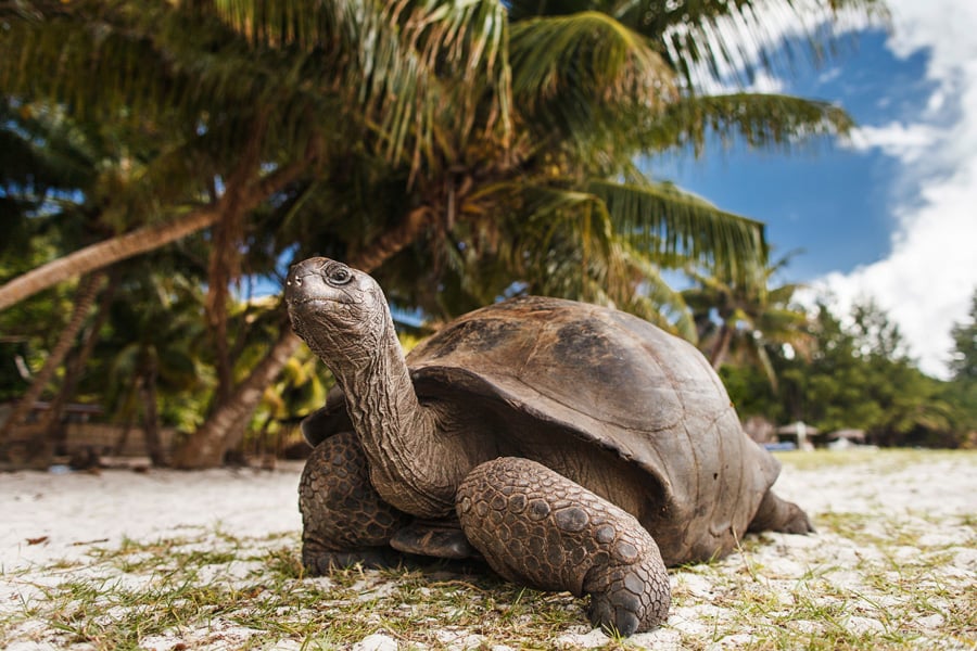 Sköldpadda på La Digue, Seychellerna